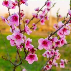 Redskin Peach Tree 6 Redskin Peach Tree -Fruit Tree Shop Redskin Peach Tree 3 8df8851c ef3e 4a16 b538 29f1adcb997c