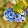 Reveille Blueberry Bush
