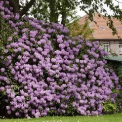 New Arrival -Fruit Tree Shop Rhododendron Lavender 1 FGT