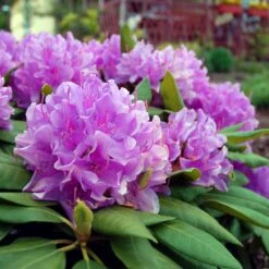 Lavender Rhododendron Shrub 7 Lavender Rhododendron Shrub -Fruit Tree Shop Rhododendron Lavender 3 FGT