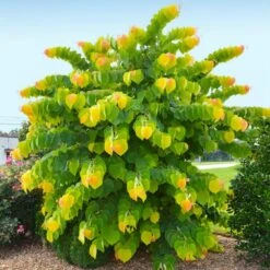 New Arrival -Fruit Tree Shop Rising Sun Redbud 2 FGT