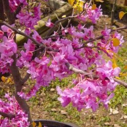 The Rising Sun™ Eastern Redbud Tree -Fruit Tree Shop Rising Sun Redbud 6