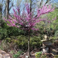 The Rising Sun™ Eastern Redbud Tree -Fruit Tree Shop Rising Sun Redbud 7