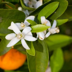 Robertson Navel Orange -Fruit Tree Shop Robertson Navel Orange 1