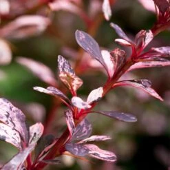 Rose Glow Barberry Shrub -Fruit Tree Shop Rose GLow Barberry 1 FGT