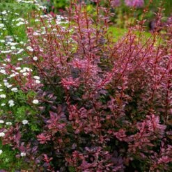 Rose Glow Barberry Shrub -Fruit Tree Shop Rose GLow Barberry 3 FGT