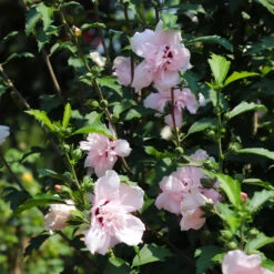 Pink Rose Of Sharon Althea Tree -Fruit Tree Shop Rose of Sharon Althea 3 FGT