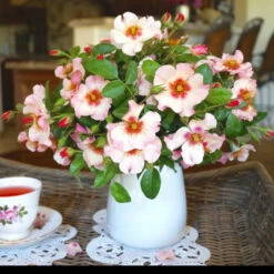 Raspberry Kiss™ Rose Tree 7 Raspberry Kiss™ Rose Tree -Fruit Tree Shop Rosemarry Kiss Rose tree 1