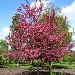 Royal Raindrops® Crabapple Tree -Fruit Tree Shop Royal Raindrops Crabapple 2