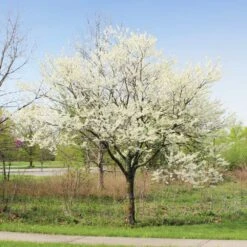Royal White Redbud Tree -Fruit Tree Shop Royal White Redbud 1