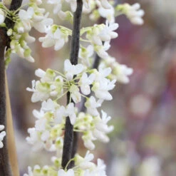 Royal White Redbud Tree -Fruit Tree Shop Royal White Redbud 5 FGT