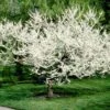 Royal White Redbud Tree