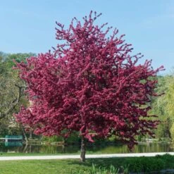 Royalty Crabapple Tree 7 Royalty Crabapple Tree -Fruit Tree Shop Royalty Crabapple 5 BB