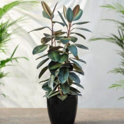 Air-Purifying House Plant Kit 11 Air-Purifying House Plant Kit -Fruit Tree Shop Rubber Tree FGT 41d06897 7e64 4438 9d3a fd7a33808734