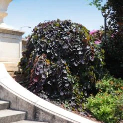 Ruby Falls Redbud Tree -Fruit Tree Shop Ruby Falls Redbud 8