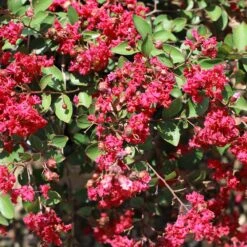 Ruby Prince™ Emerald Empire® Crape Myrtle Tree -Fruit Tree Shop Ruby Prince Crape Myrtle 1