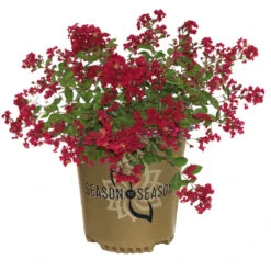 Ruby Prince™ Emerald Empire® Crape Myrtle Tree -Fruit Tree Shop Ruby Prince Crape Myrtle 2
