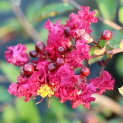 Ruby Prince™ Emerald Empire® Crape Myrtle Tree -Fruit Tree Shop Ruby Prince Crape Myrtle 3
