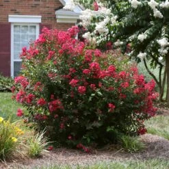 Fruit Tree Shop -Fruit Tree Shop Ruby Prince Crape Myrtle 4
