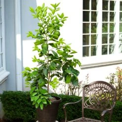 Ruby Red Grapefruit Tree -Fruit Tree Shop Ruby Red Grapefruit 8