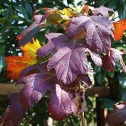 Ruby Slippers Hydrangea Shrub -Fruit Tree Shop Ruby Slippers Hydrangea 3