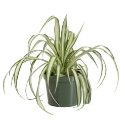 Spider Plant -Fruit Tree Shop SPI PLA1