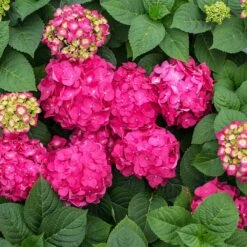 Endless Summer® Summer Crush® Hydrangea -Fruit Tree Shop SUmmer Crush Endless SUmmer Hydrangea 11 FGT