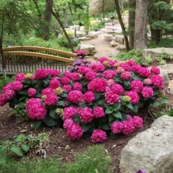 Endless Summer® Summer Crush® Hydrangea -Fruit Tree Shop SUmmer Crush Endless SUmmer Hydrangea 3 FGYT