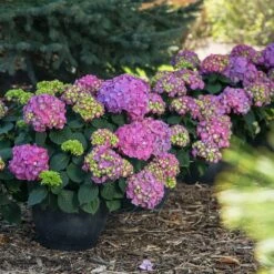 Endless Summer® Summer Crush® Hydrangea -Fruit Tree Shop SUmmer Crush Endless SUmmer Hydrangea 9 FGT
