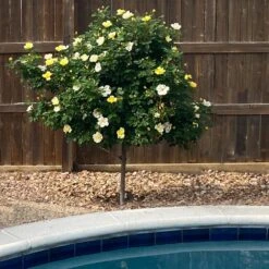 Sunny Knock Out® Rose Tree -Fruit Tree Shop SUnny knockout Rose Tree 3