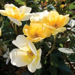 Sunny Knock Out® Rose Tree -Fruit Tree Shop SUnny knockout Rose Tree 4 FGT