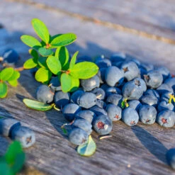 Sunshine Blue Blueberry Bush 6 Sunshine Blue Blueberry Bush -Fruit Tree Shop SUnshine BLue Blueberry 1