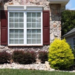 Sunshine Ligustrum Shrub -Fruit Tree Shop SUnshine Ligustrum 5