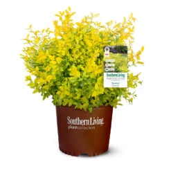 Sunshine Ligustrum Shrub -Fruit Tree Shop SUnshine Ligustrum 9