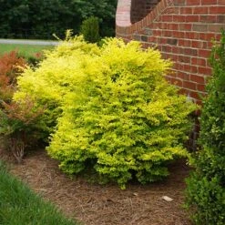 Fruit Tree Shop 23 Sunshine Ligustrum Shrub