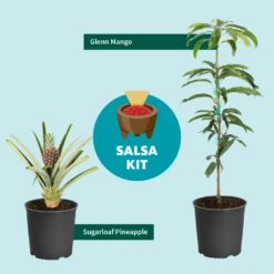 Salsa Kit -Fruit Tree Shop SalsaKitGraphic