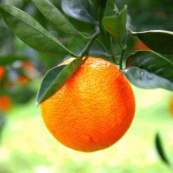 Sanguinelli Blood Orange Tree -Fruit Tree Shop Sanguinelli Blood Orange 7 FGT