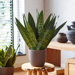 New Apartment House Plant Kit 12 New Apartment House Plant Kit -Fruit Tree Shop Sansevieria Zeylandica 2 b962a2c6 7794 4c00 bcc0 44626111a514