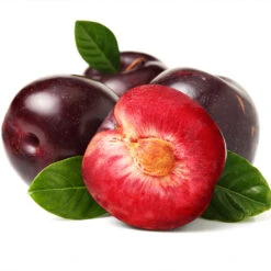 Satsuma Plum Tree -Fruit Tree Shop Satsuma Plum 2