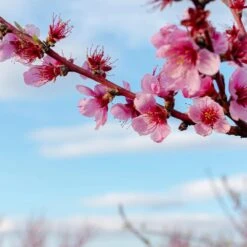 Saturn Peach Tree -Fruit Tree Shop Saturn Peach Tree 4