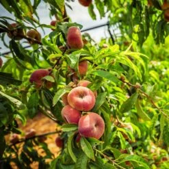 Saturn Peach Tree -Fruit Tree Shop Saturn Peach Tree 5