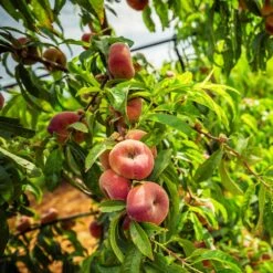 Donut Saturn Peach Tree -Fruit Tree Shop Saturn Peach Tree 5 21ea4320 798c 41bd 932e b7297febbf6c