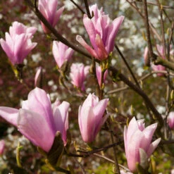 Saucer Magnolia Tree -Fruit Tree Shop Saucer Magnolia 2 FGT