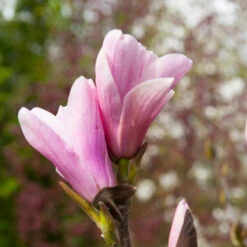 Saucer Magnolia Tree -Fruit Tree Shop Saucer Magnolia 3