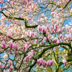 Saucer Magnolia Tree -Fruit Tree Shop Saucer Magnolia 6