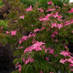 Scarlet Fire® Dogwood Tree -Fruit Tree Shop Scarlett Fire 1