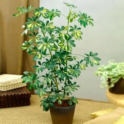 Sunset Hues House Plant Kit 12 Sunset Hues House Plant Kit -Fruit Tree Shop Schefflera Trinette 1 8e92dc51 dc29 482e 9d14 119cf31a7b14