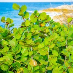 Sea Grape Bush -Fruit Tree Shop Sea Gape 1
