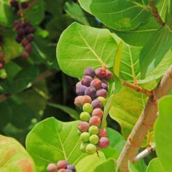 Sea Grape Bush -Fruit Tree Shop Sea Gape 2