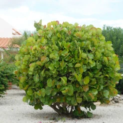 Sea Grape Bush -Fruit Tree Shop Sea Gape 7